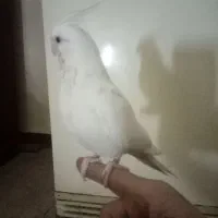 عروس هلندی البینو و لوتینو دونخور|پرنده|مسجد سلیمان, |دیوار