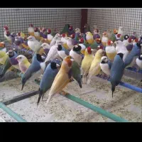 فنچ نرگسی شکلاتی