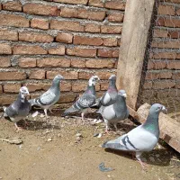 کبوتر دوبر یا همون مسافتی