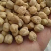 نخود پایه بلند منصور