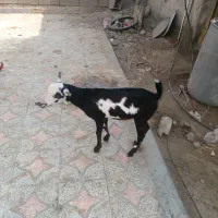 ۲ عدد کهر نر چاق سالم سرحال دوقلو هستن