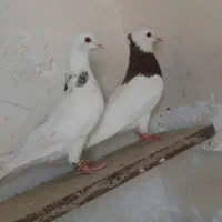 کفتر پرشی کلاغ کرواتی طوقی سینه سرخ دم ابلغ سار|پرنده|مشهد, طبرسی شمالی|دیوار