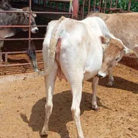 گاو چاق