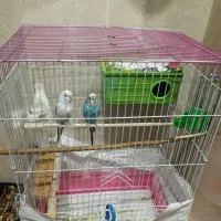 مرغ عشق نر و ماده