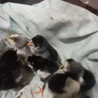 جوجه گلین یک روزه