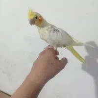 جوجه عروس هلندی دانه خور