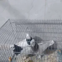 کبوتر طوقی|پرنده|فسا, |دیوار