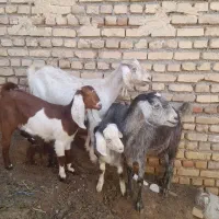 دو راس بز زایده فروشی