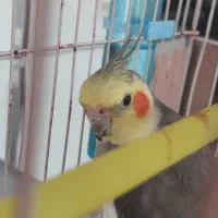 مژدگانی ۲ میلیون تومانی|حیوانات|فسا, |دیوار