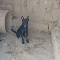 سگ مالنیوز ماده|سگ|جیرفت, |دیوار