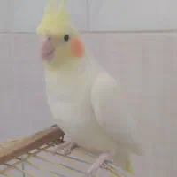 عروس هلندی ماده