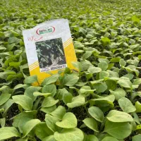 نشا گوجه بادمجان هندوانه ملون جانا و...|خدمات باغبانی و درختکاری|جیرفت, |دیوار