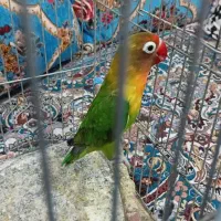 کوتوله ماده