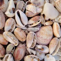 صدف وگوش ماهی‌های زیبا وطبیعی