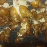 حلزون ۳۰۰تا