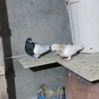 کبوتر،قناری،فروش معاوضه|پرنده|خرم‌آباد, |دیوار