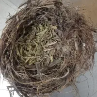 قناری