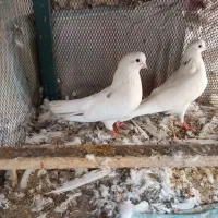 کبوتر جفت و تک