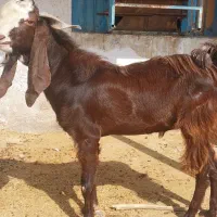 بز نر نجدی و افغانی هیکل درشت|حیوانات مزرعه|بندر ماهشهر, |دیوار