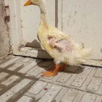اردک ۳ ماهه