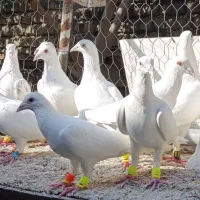 کبوتر عالی|پرنده|ملک‌آباد, |دیوار