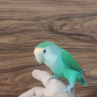 عروس و کوتوله|پرنده|مشهد, توس (بلوار توس)|دیوار