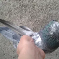 3 تا نوک ریز|پرنده|تهران, جمهوری|دیوار