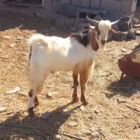 بز نر|حیوانات مزرعه|میناب, |دیوار