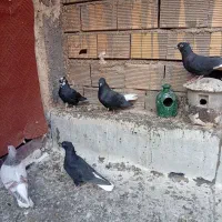 ماده زاغ دم سفید