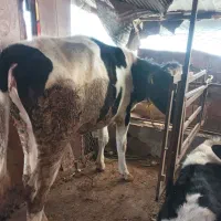 فروش طلم هلشتان