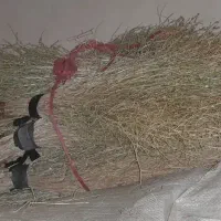 جارو|جاروبرقی، جارو شارژی، بخارشو|دزفول, |دیوار