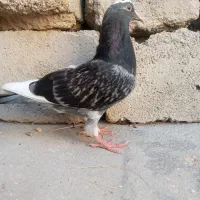 کبوتر