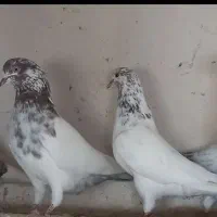 کله سبز|پرنده|همدان, |دیوار