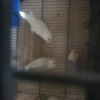 کوتوله مارال جفت شده وجوانه|پرنده|فسا, |دیوار