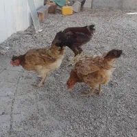 خروس لاری ۳عدد مرغ کوردی درجه یک جوان اند همه|حیوانات مزرعه|جوانرود, |دیوار