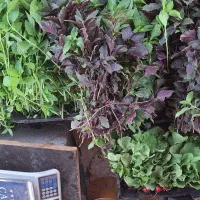 سبزی تازه و فلفل شیرین و نرم روستای گاومیشان|خوردنی و آشامیدنی|دره شهر, |دیوار