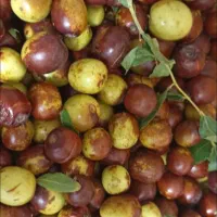 عناب تازه خراسان