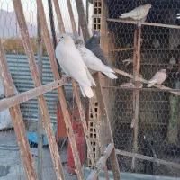 کفتر فروشی|پرنده|داران, |دیوار