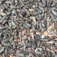 فروش تزیینات و دکوری دریایی،