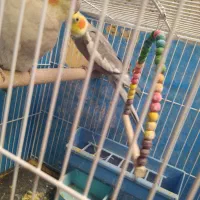 عروس هلندی جفت|پرنده|خمینی‌شهر, |دیوار