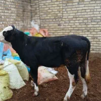 یک راس گوساله نر سمینتال جنس|حیوانات مزرعه|تاکستان, |دیوار