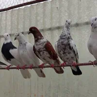 کفتر پرشی