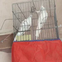 عروس هلندی البینو مولد|پرنده|فسا, |دیوار