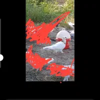 کبوتر گمشده