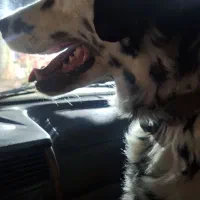 dalmatian|سگ|شیراز, بعثت|دیوار