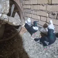 منطقه باوی|پرنده|باوی, |دیوار