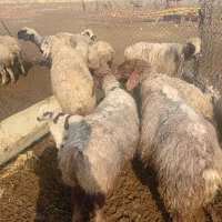 ۴۰راس میش قلمه و دو بهر