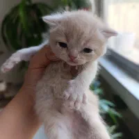 گربه پرشین اسکاتیش