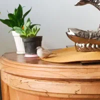 جوجه فنچ بدون قفس