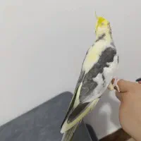 عروس هلندی جفت مولد (سخنگو)